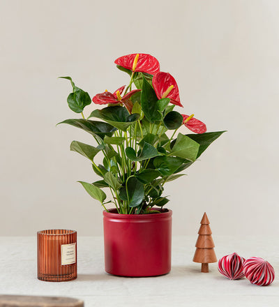 Christmas Plant Bundle