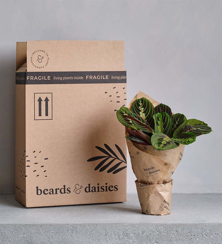 Artificial Pothos