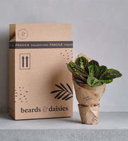 New Plant Parent Bundle