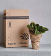Alocasia Zebrina