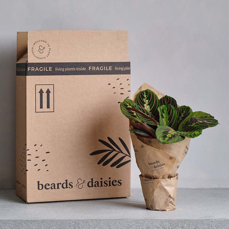 Pineapple Plant & Pot