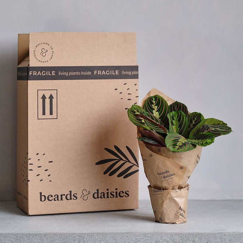Boston Fern and Pot