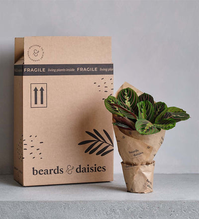 Chinese Money Plant