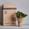 Ficus Benjamina Twisted Stem