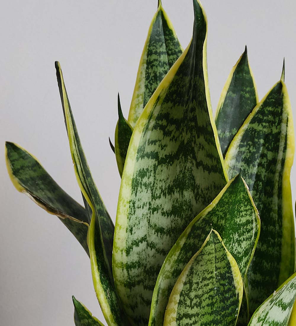 Snake Plant, Pot & Watering Can