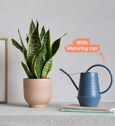 Snake Plant, Pot & Watering Can