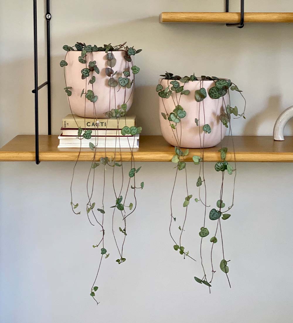 String of Hearts Pair