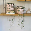 String of Hearts Pair