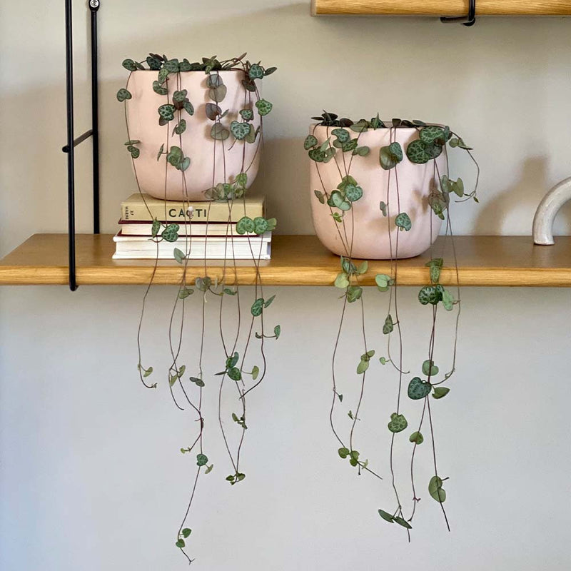 String of Hearts Pair