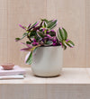 Tradescantia Nanouk