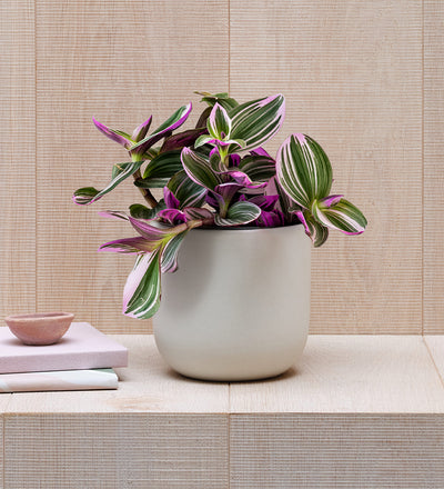 Tradescantia Nanouk