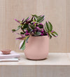 Tradescantia Nanouk & Pot