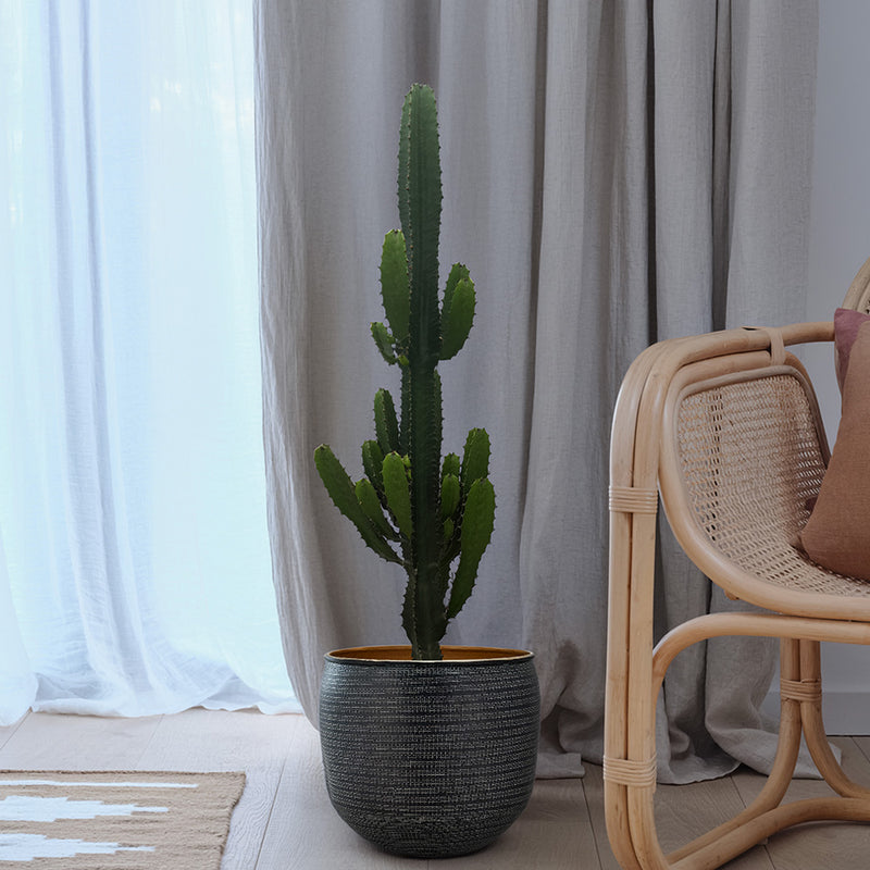 Large Euphorbia Trigona Cactus