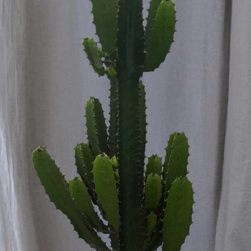 Large Euphorbia Trigona Cactus