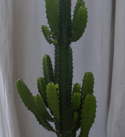 tall cactus like succulent Euphorbia Trigona (African Milk Tree)