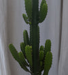 Euphorbia Trigona Cactus