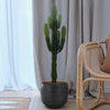 Large Euphorbia Trigona Cactus