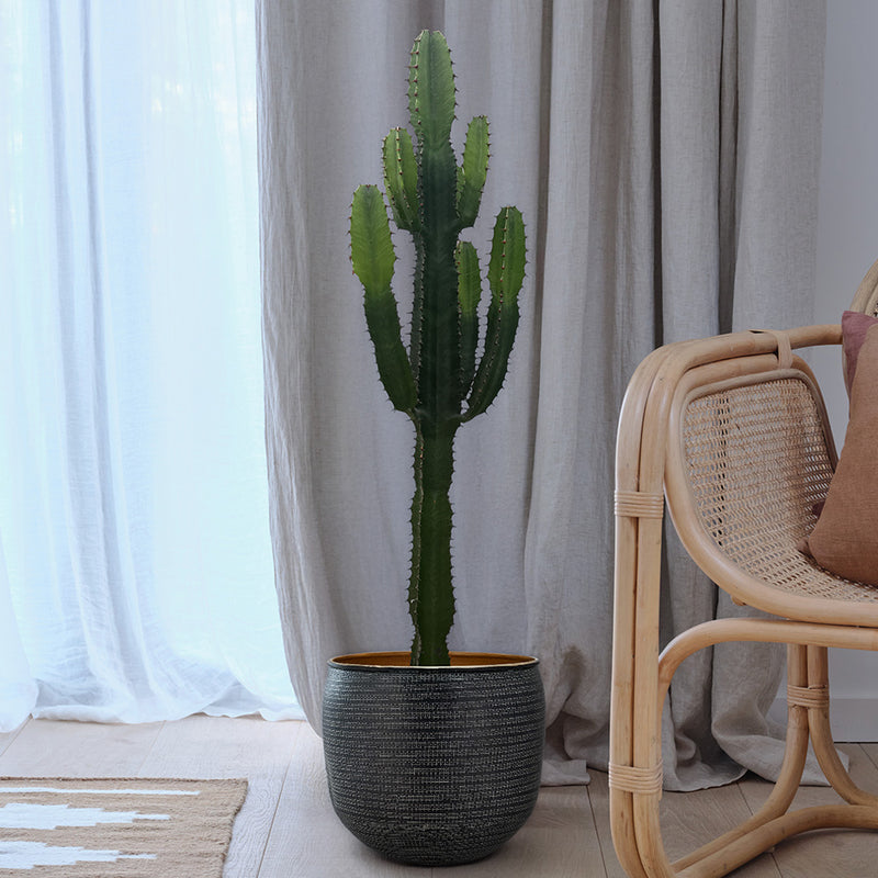 Large Euphorbia Trigona Cactus