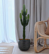 Euphorbia Trigona Cactus
