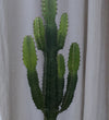 Euphorbia Trigona Cactus