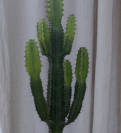 Euphorbia Trigona Cactus
