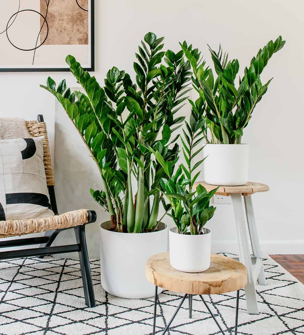 ZZ Plant (Zamioculcas Zamiifolia) | Low-Maintenance Indoor Plant with Glossy Green Leaves