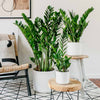 ZZ Plant