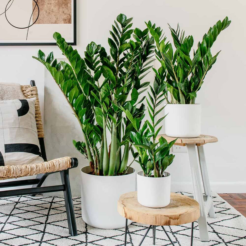 ZZ Plant