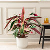 Calathea Triostar