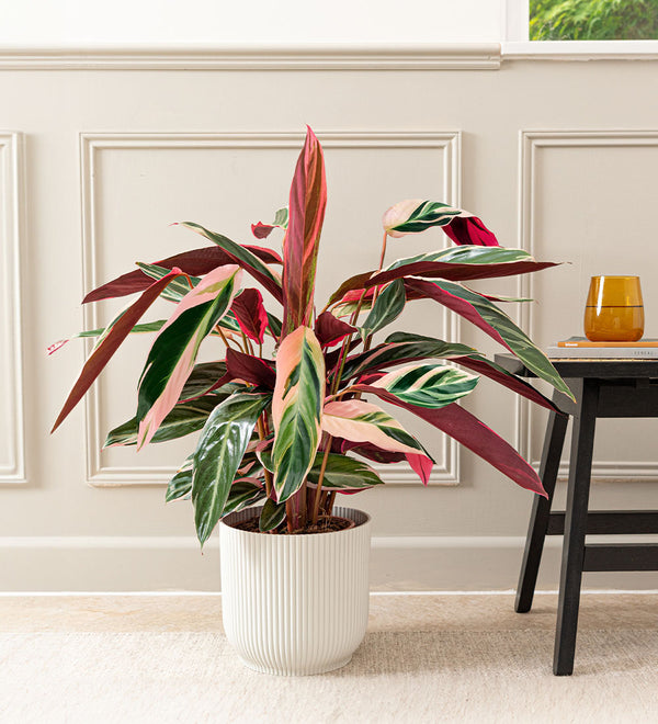 Calathea Triostar