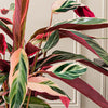 Calathea Triostar