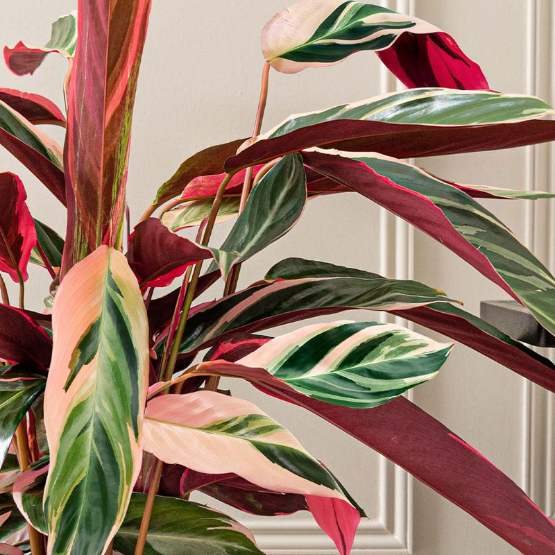 Calathea Triostar