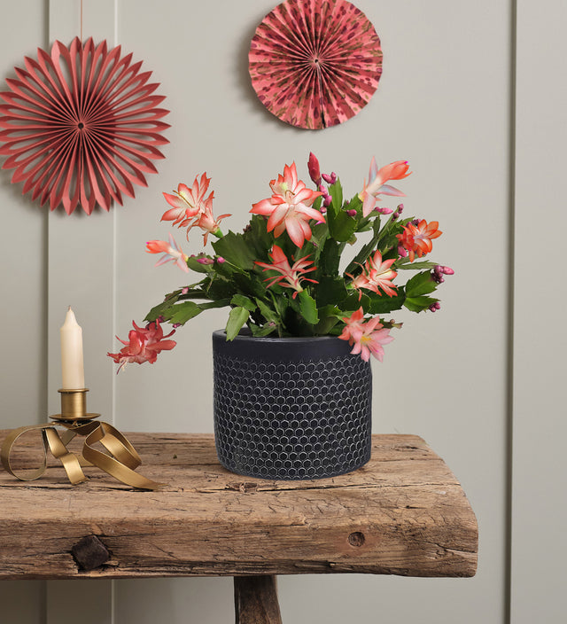 Apricot Christmas Cactus & Pot