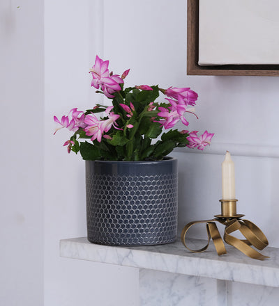 Pink Christmas Cactus