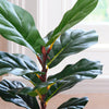 Artificial Fig Pair