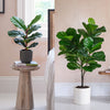 Artificial Fig Pair