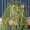 Artificial Trailing Bundle
