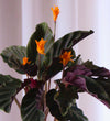 Flowering Calathea