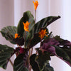 Flowering Calathea & Pot