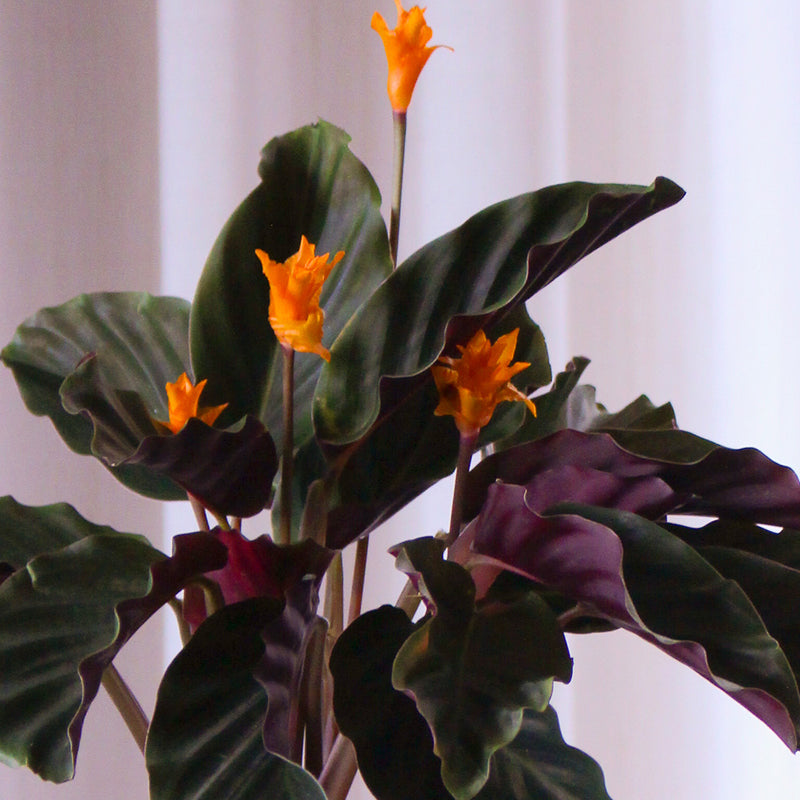 Flowering Calathea & Pot