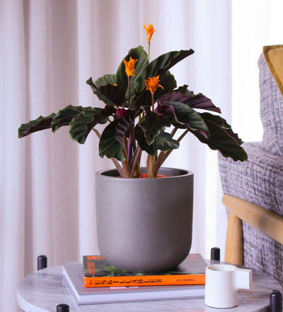 Flowering Calathea