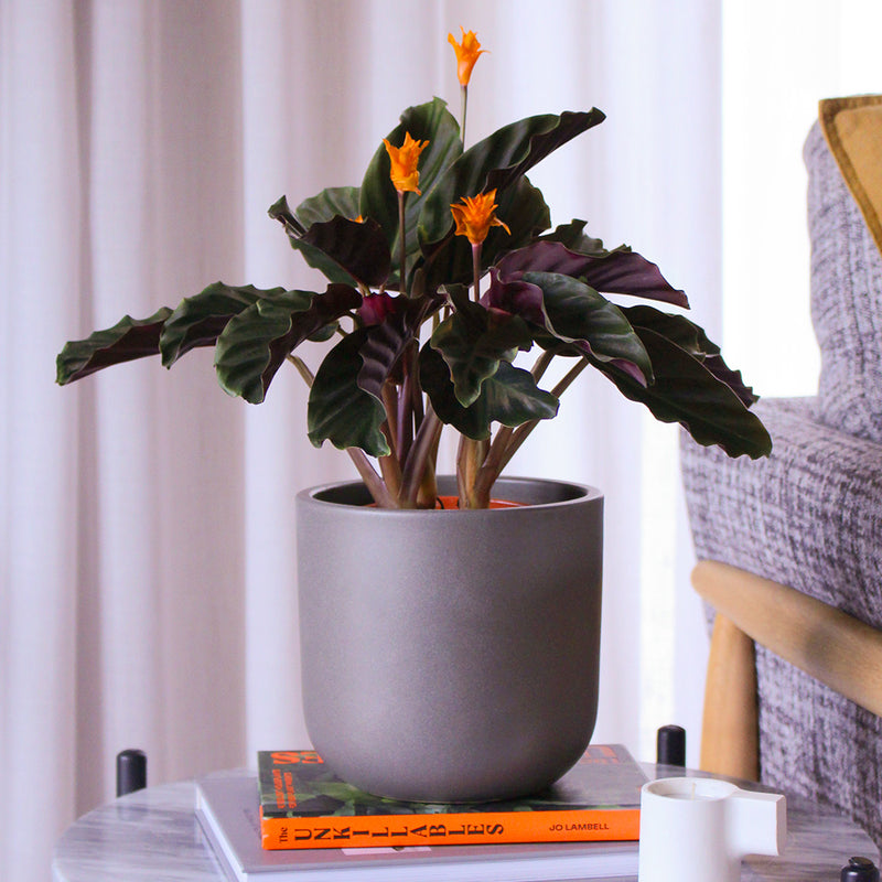 Flowering Calathea & Pot