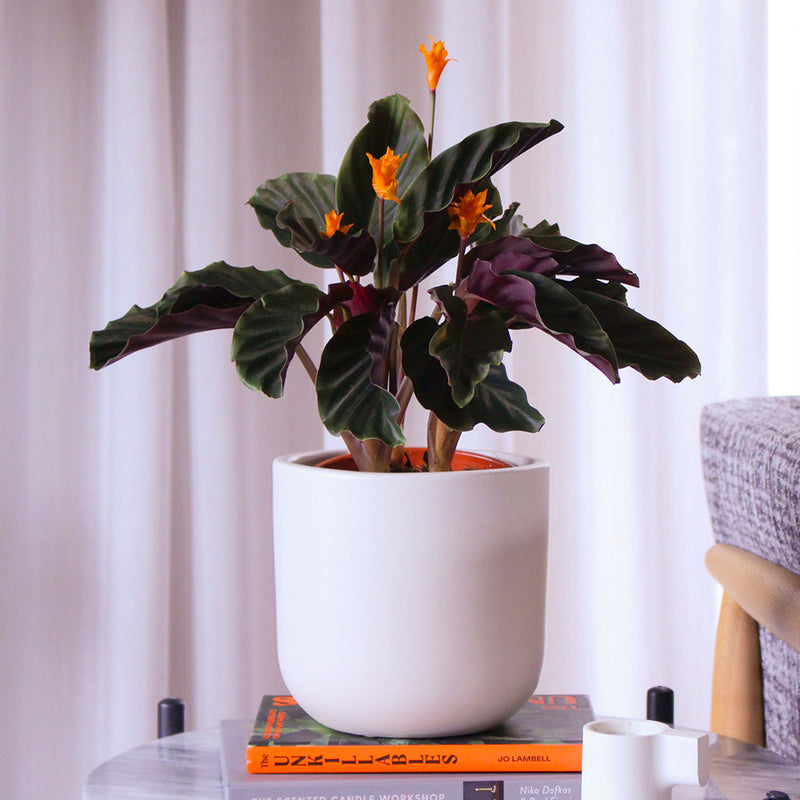 Flowering Calathea & Pot