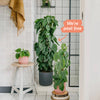 Heartleaf Philodendron