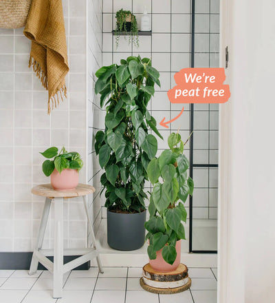 Heartleaf Philodendron