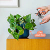 Hanging Heartleaf Philodendron