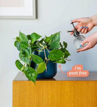 Hanging Heartleaf Philodendron