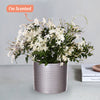 Jasmine & Pot