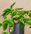 Marble Queen Pothos