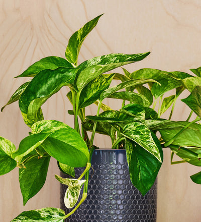 Marble Queen Pothos